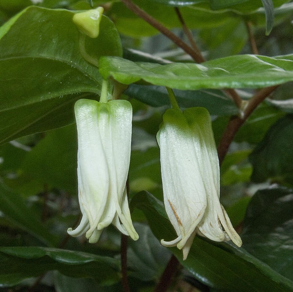 Prosartes smithii (Largeflower Fairybells) (alternate view 8)