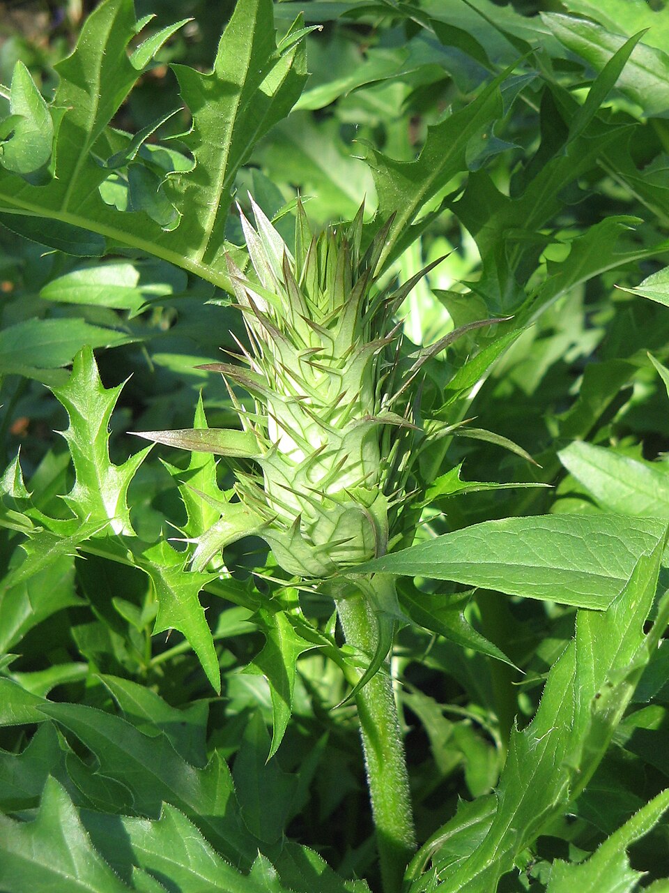 Acanthus spinosus (Spiny Bear's Breeches) (alternate view 10)