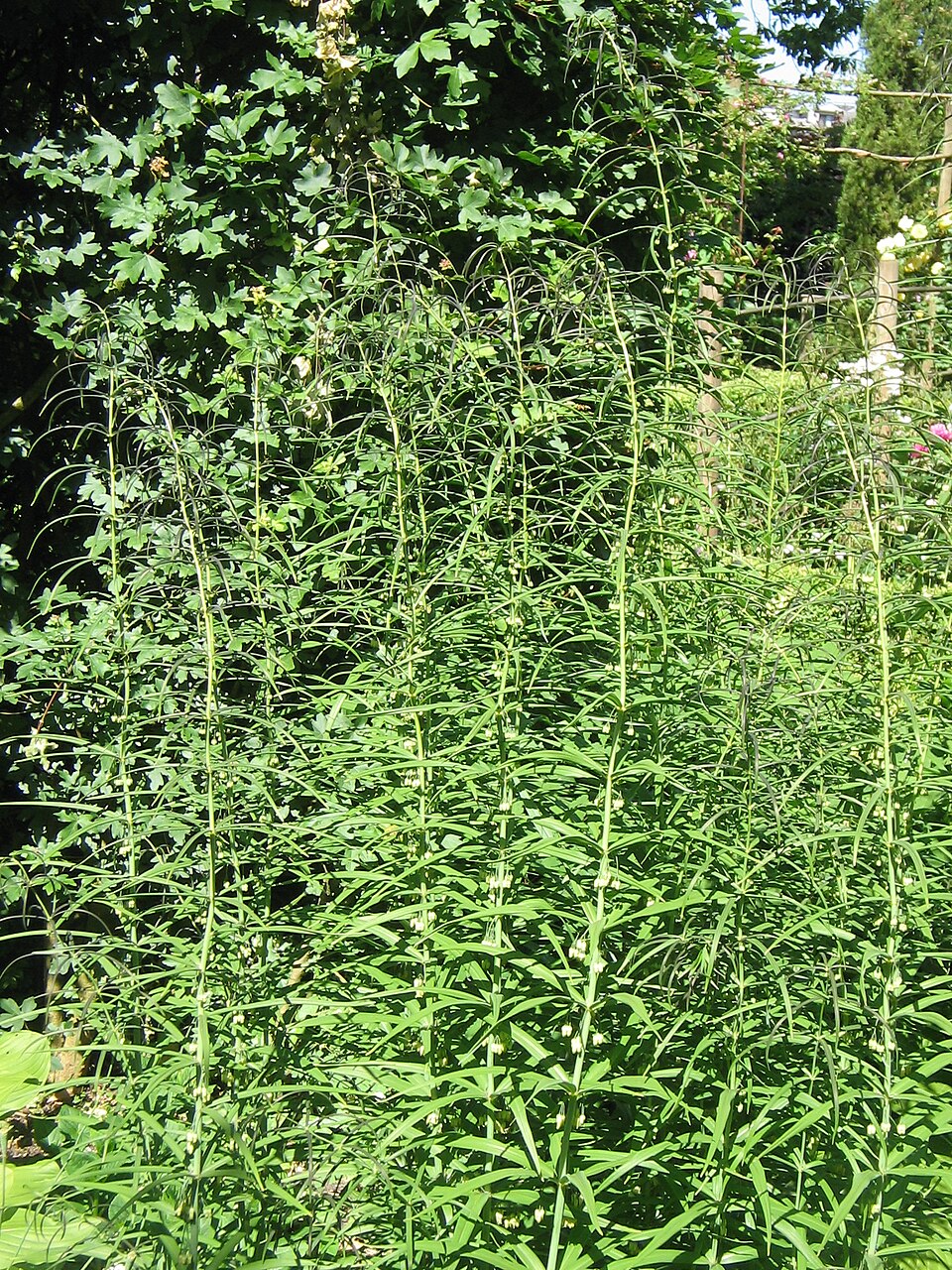 Polygonatum verticillatum (alternate view 10)