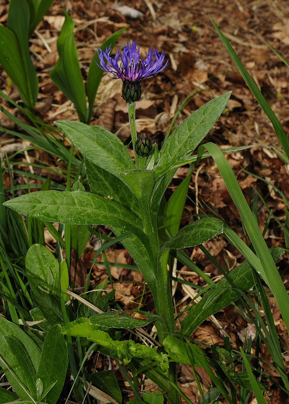 Centaurea montana (Perennial Cornflower)