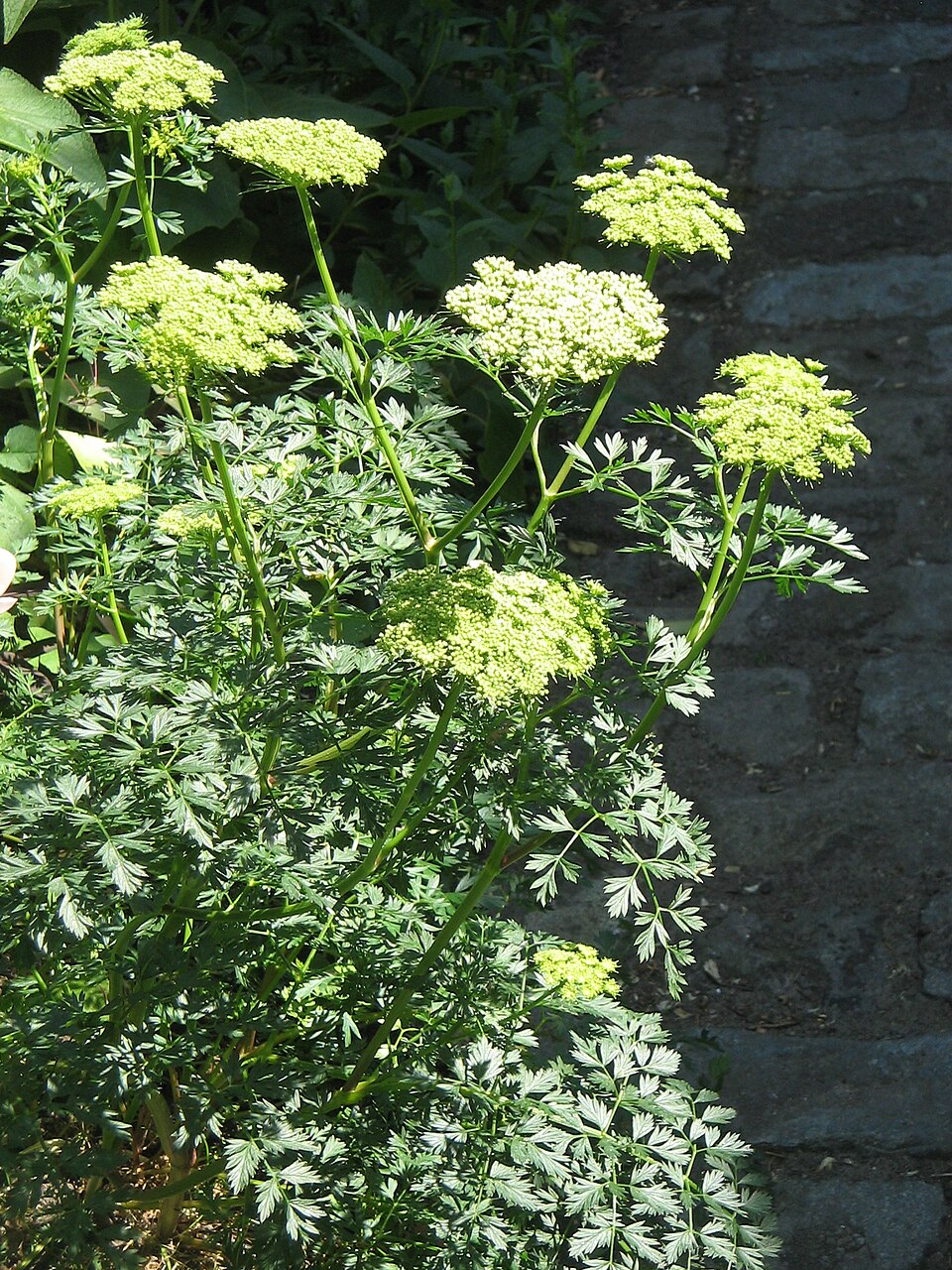 Cenolophium denudatum