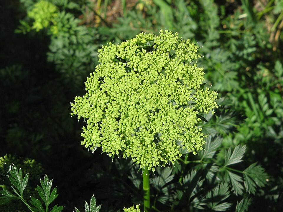 Cenolophium denudatum (alternate view 2)