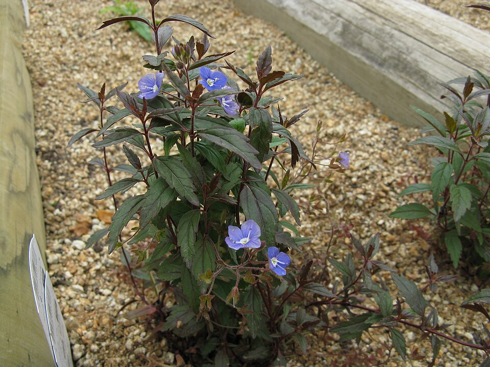 Veronica peduncularis 'Georgia Blue' (Georgia Blue Speedwell) (alternate view 2)