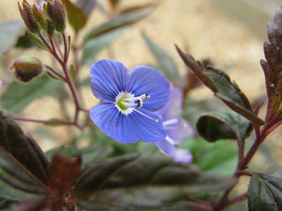 Veronica peduncularis 'Georgia Blue' (Georgia Blue Speedwell) (alternate view 3)