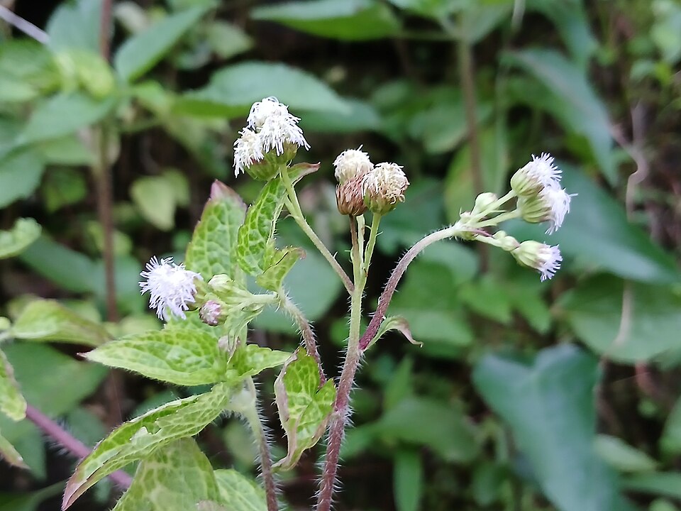 Ageratum (Ageratums) (alternate view 2)
