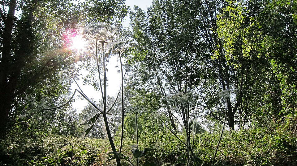 Heracleum sphondylium (hogweed)