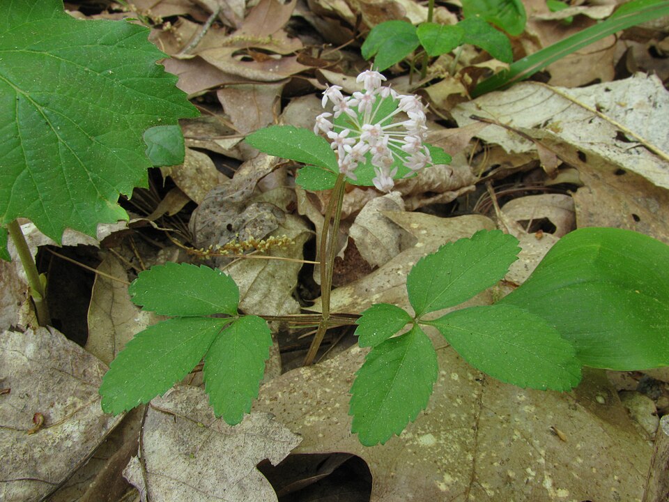 Panax trifolius (dwarf ginseng) (alternate view 7)