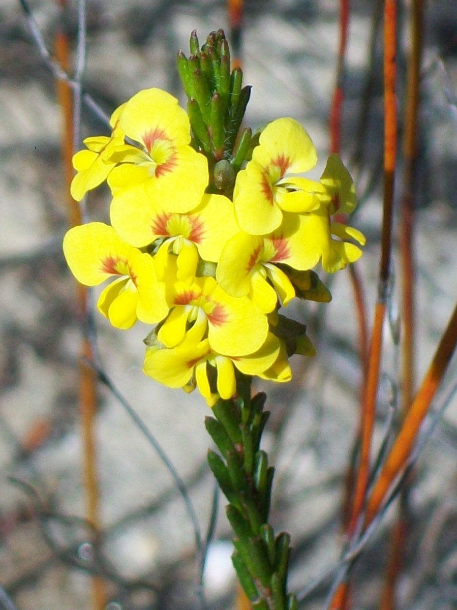 Dillwynia floribunda (Parrot Pea) (alternate view 6)