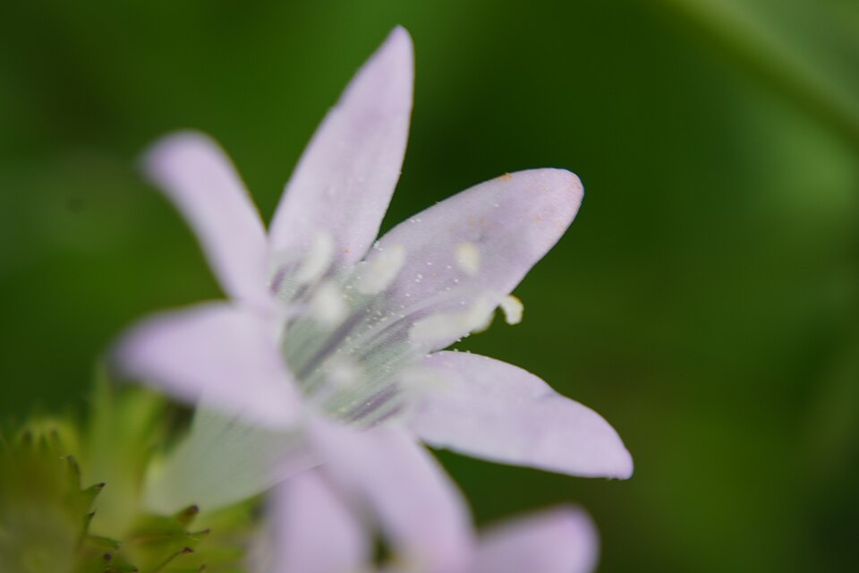 Richardia (Mexican clovers) (alternate view 3)