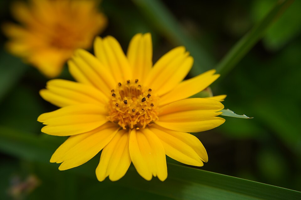 Sphagneticola (alternate view 3)