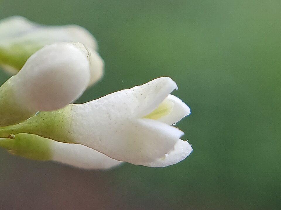 Ligustrum (privets) (alternate view 4)