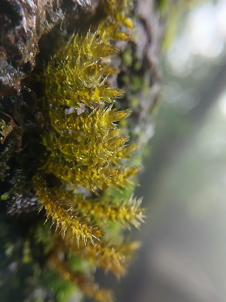 Brachythecium (alternate view 4)
