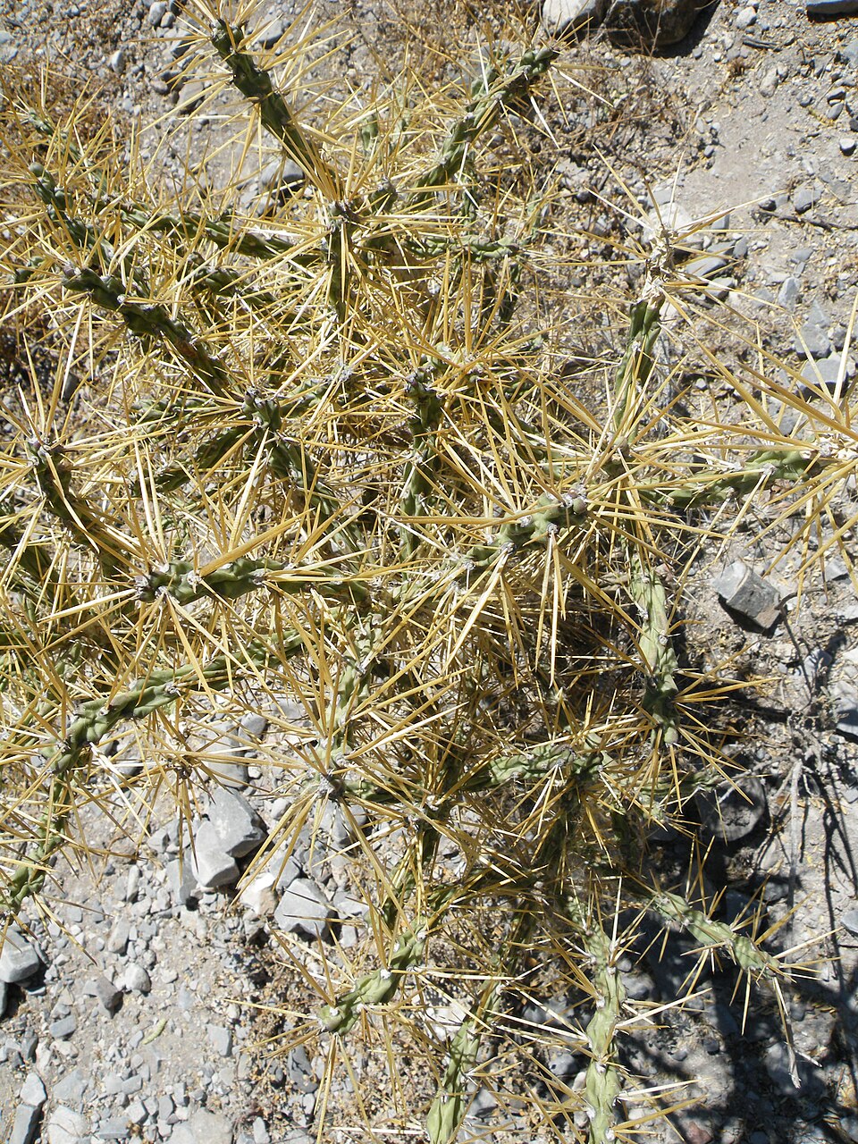 Cylindropuntia kleiniae (Klein's Cholla) (alternate view 6)