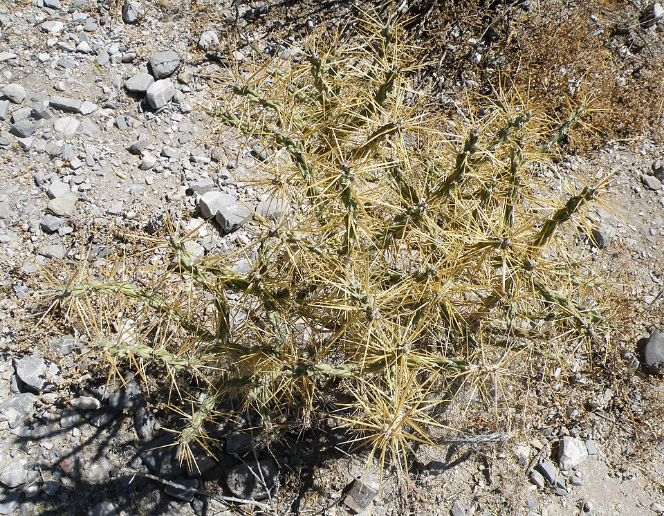 Cylindropuntia kleiniae (Klein's Cholla) (alternate view 7)