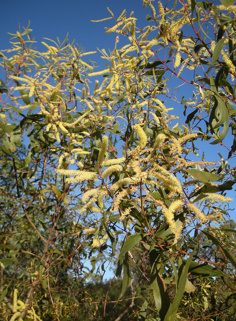 Acacia leiocalyx (black wattle) (alternate view 6)