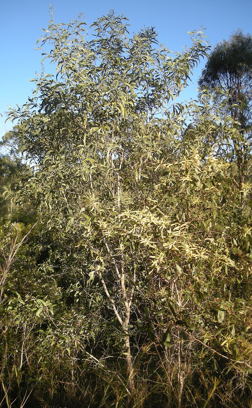 Acacia leiocalyx (black wattle) (alternate view 7)