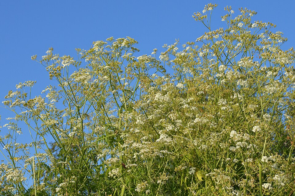 Anthriscus (Chervils) (alternate view 6)