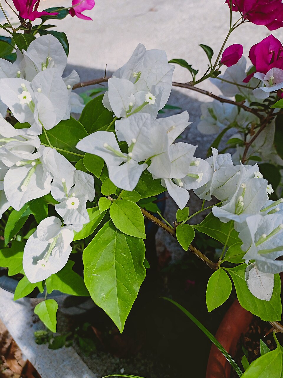 Bougainvillea (bougainvilleas) (alternate view 2)
