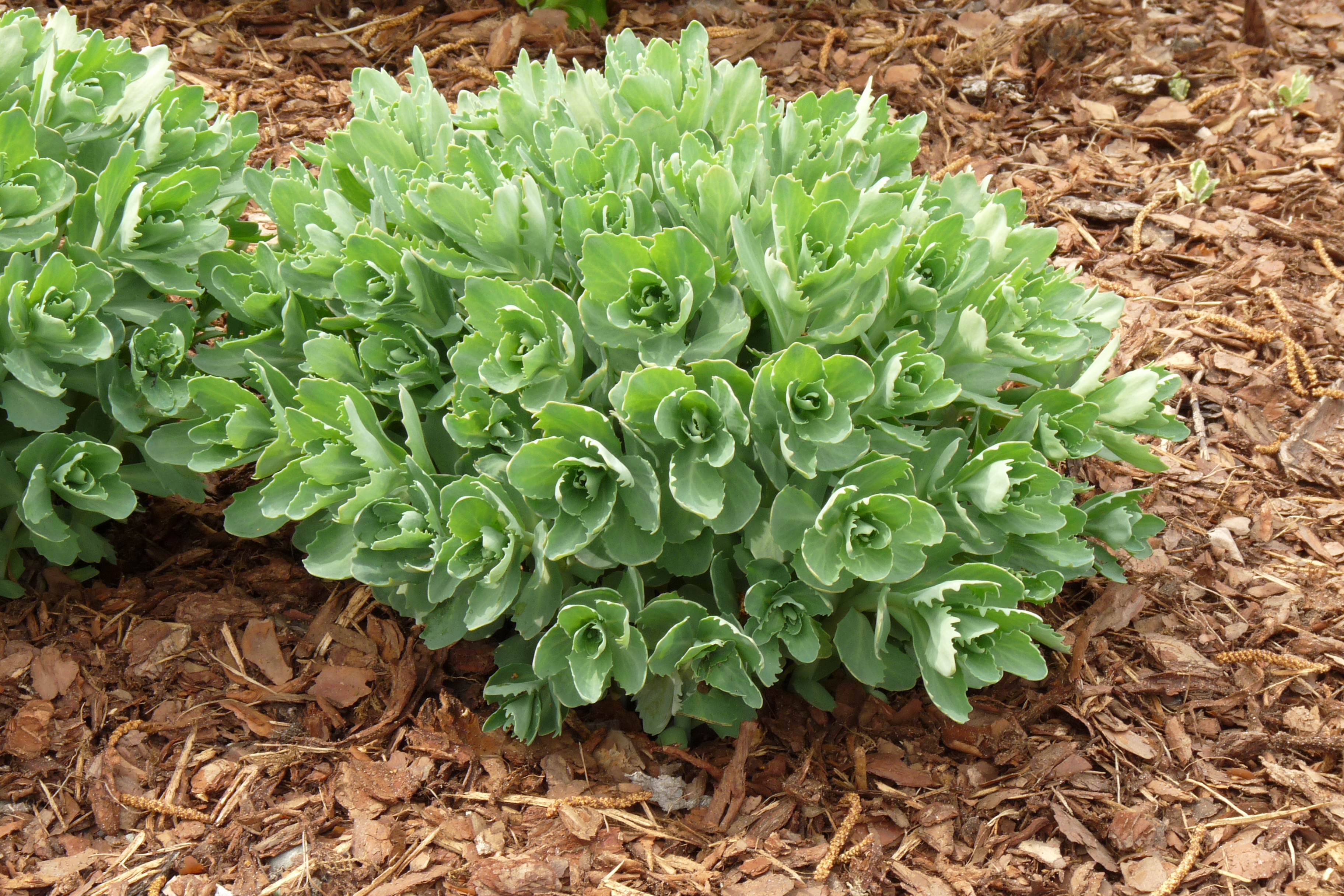 Hylotelephium spectabile, Ice plant — upright deciduous (Crassulaceae) (image 7 of 8)
