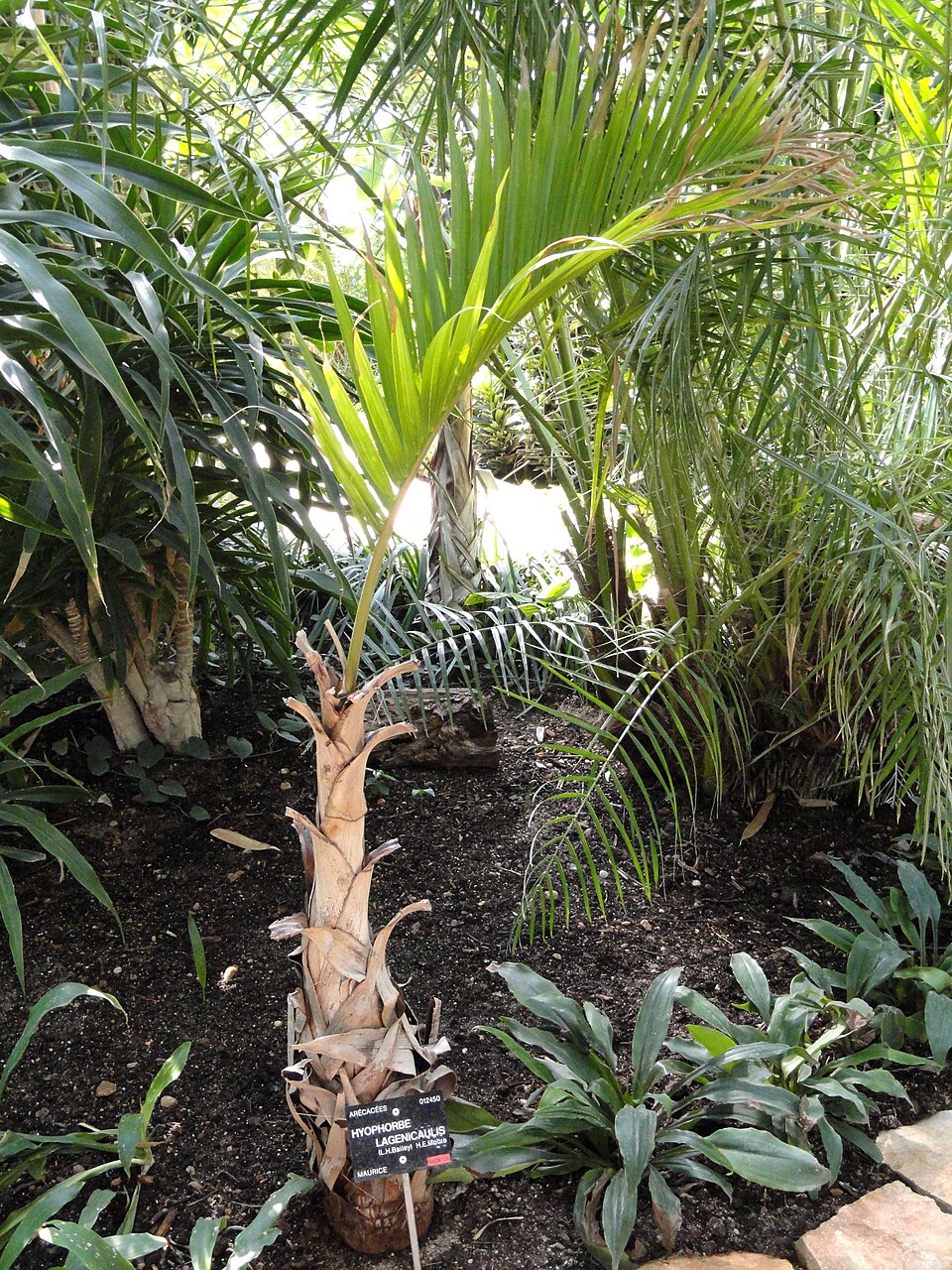 Hyophorbe lagenicaulis (Bottle Palm) (alternate view 8)