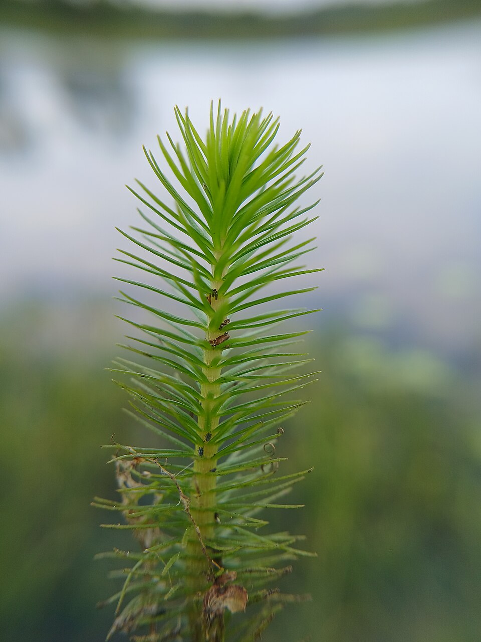 Huperzia (temperate firmosses) (alternate view 2)