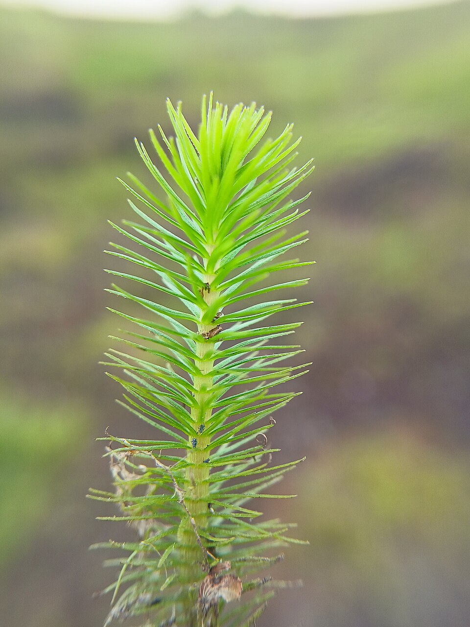 Huperzia (temperate firmosses) (alternate view 3)