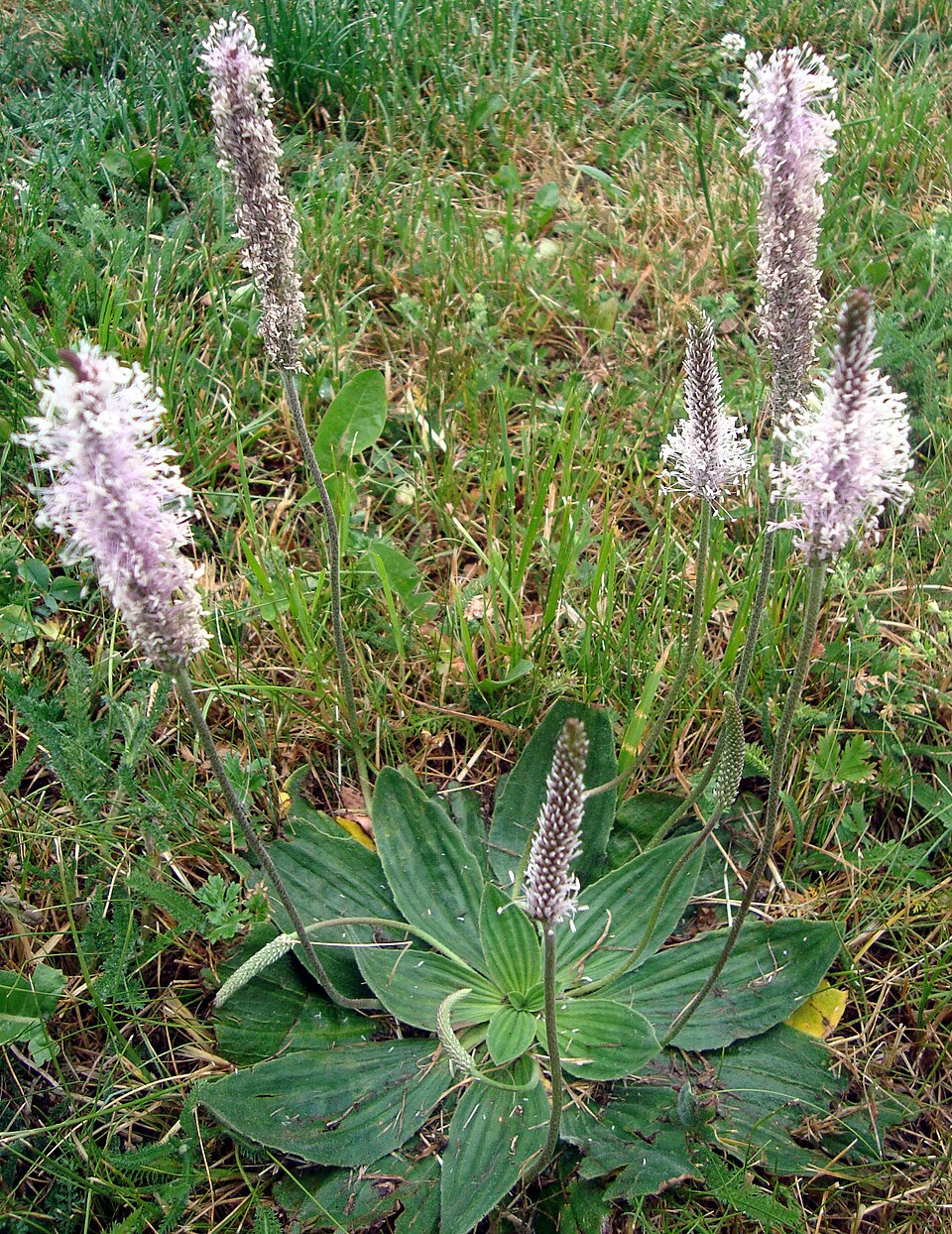Plantago media (Hoary Plantain)