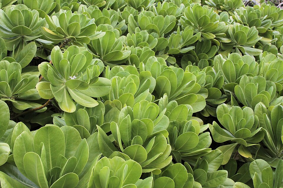 Scaevola (fanflowers) (alternate view 3)