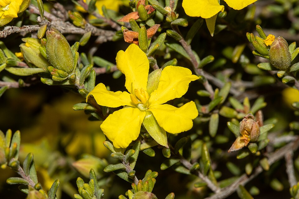 Hibbertia devitata (Smooth Guinea-flower) (alternate view 6)