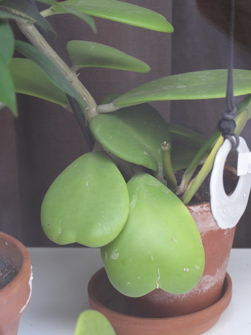 Hoya kerrii (Sweetheart Hoya) (alternate view 6)
