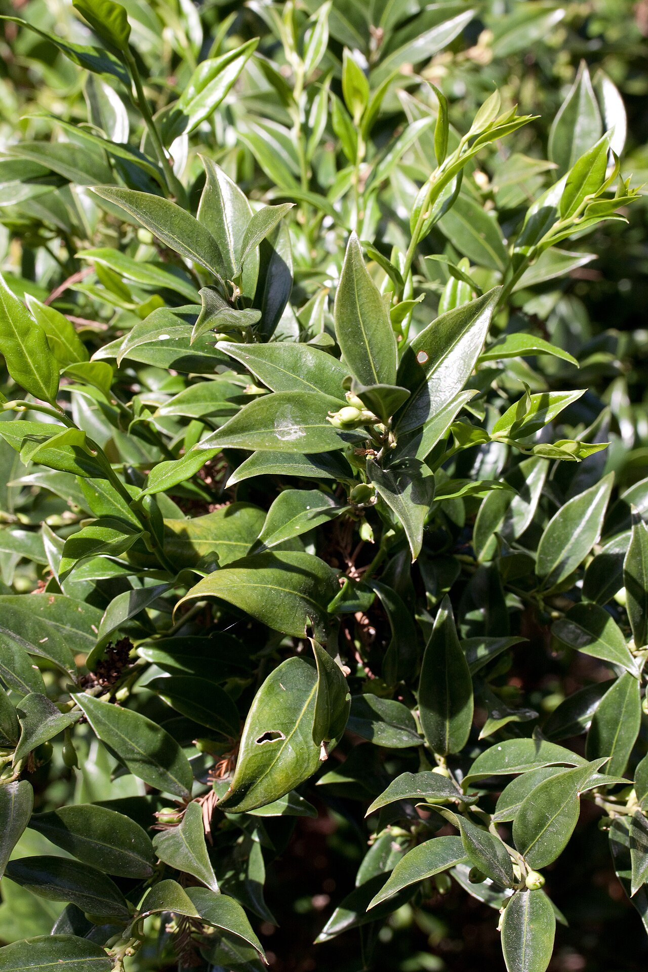 Sarcococca confusa (tall sarcococca)
