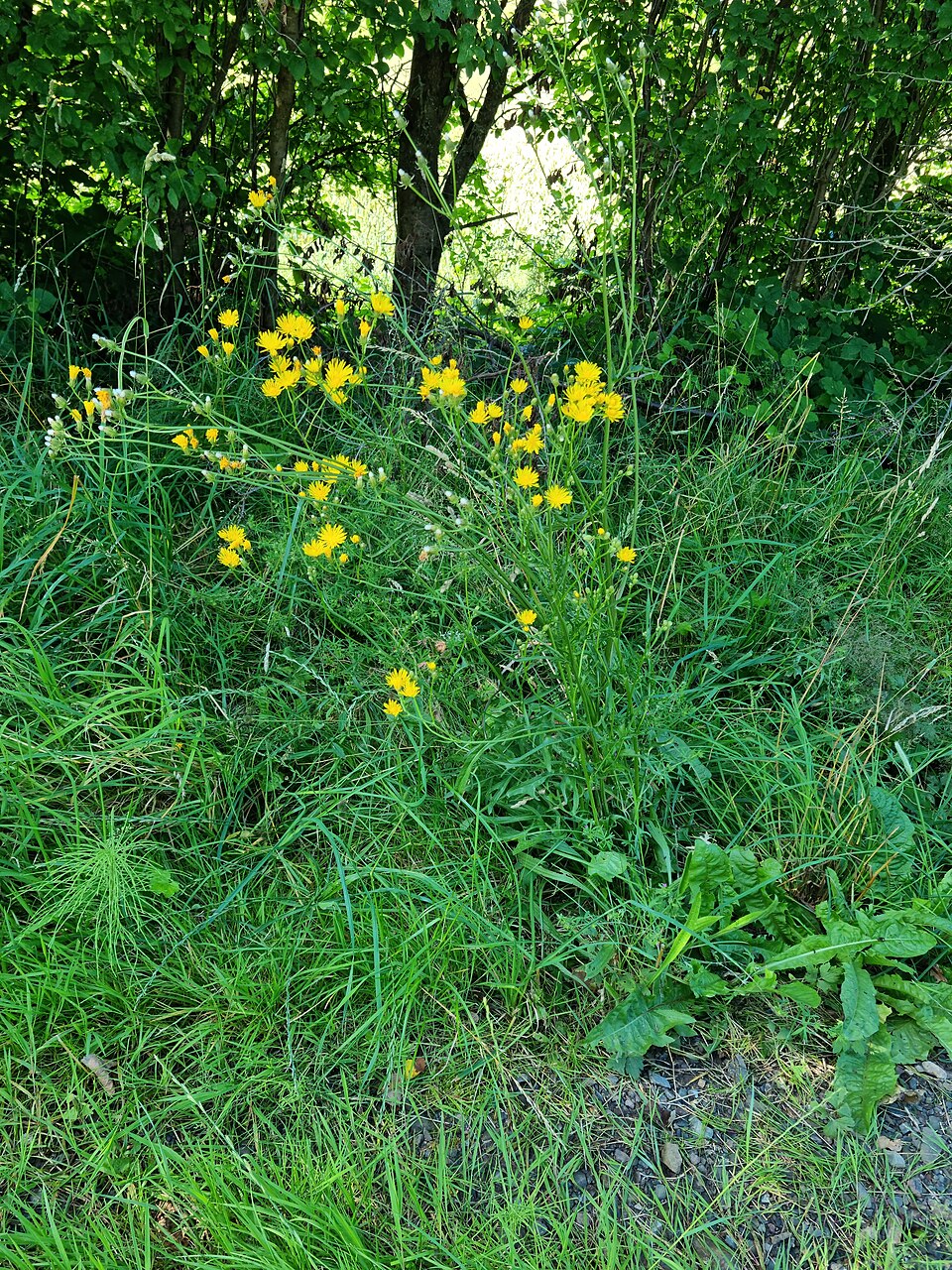Crepis (hawksbeards) (alternate view 7)