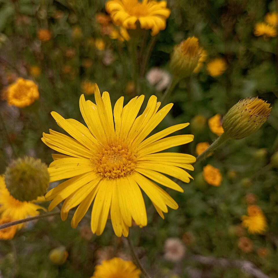 Heterotheca (False Goldenasters) (alternate view 4)