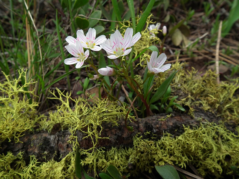 Claytonia lanceolata (Lanceleaf Springbeauty) (alternate view 7)