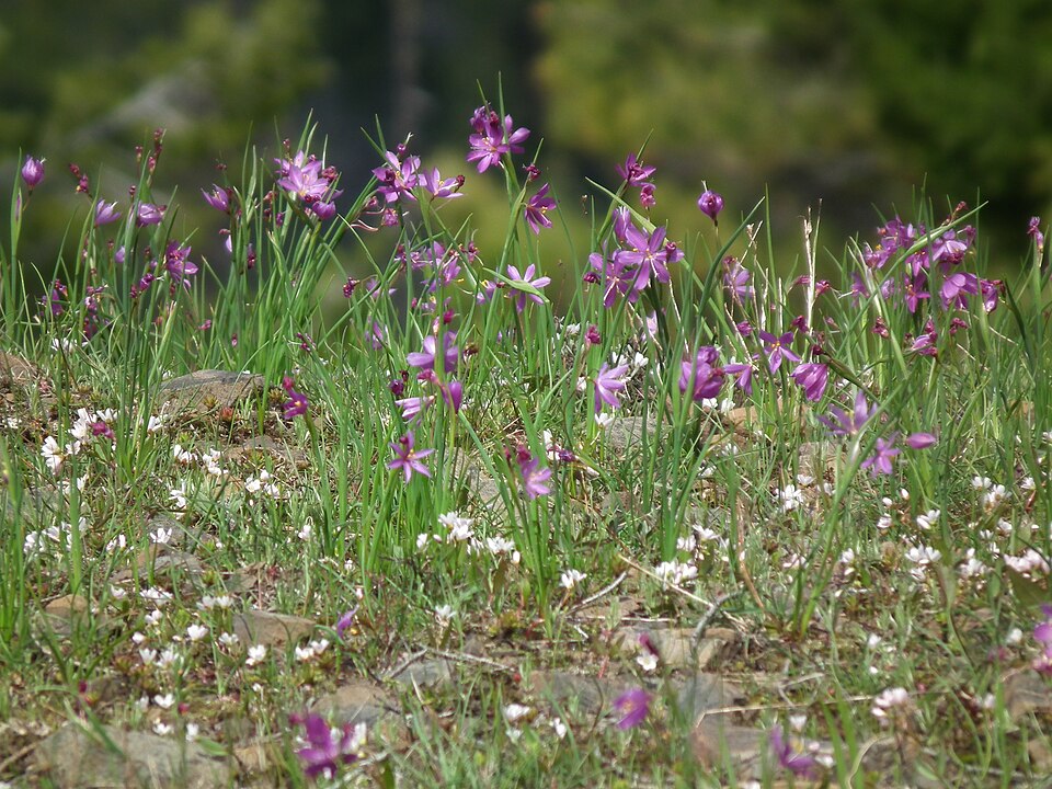 Claytonia lanceolata (Lanceleaf Springbeauty) (alternate view 8)