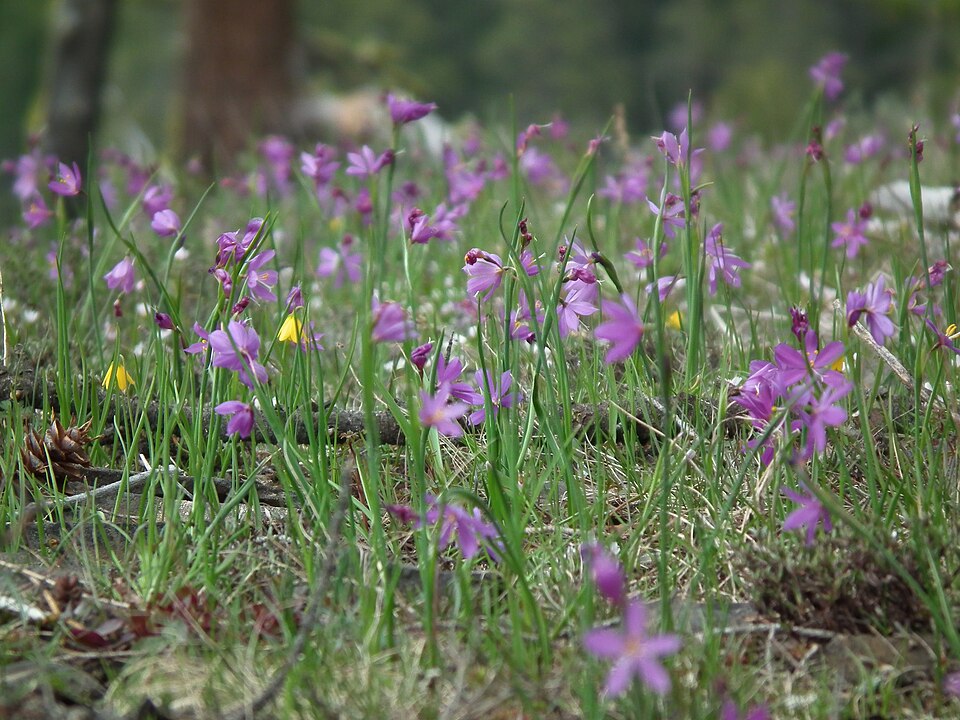 Fritillaria pudica (yellow fritillary) (alternate view 9)