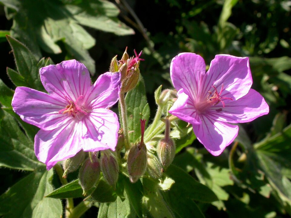 Geranium viscosissimum (sticky geranium) (alternate view 8)