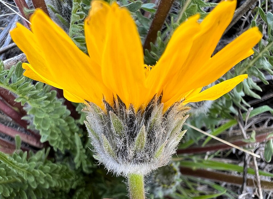 Balsamorhiza (balsamroots)
