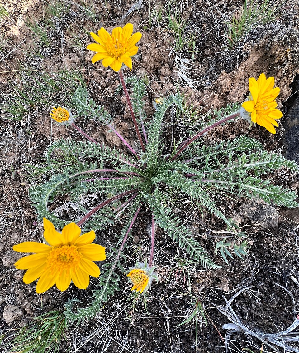 Balsamorhiza (balsamroots) (alternate view 2)