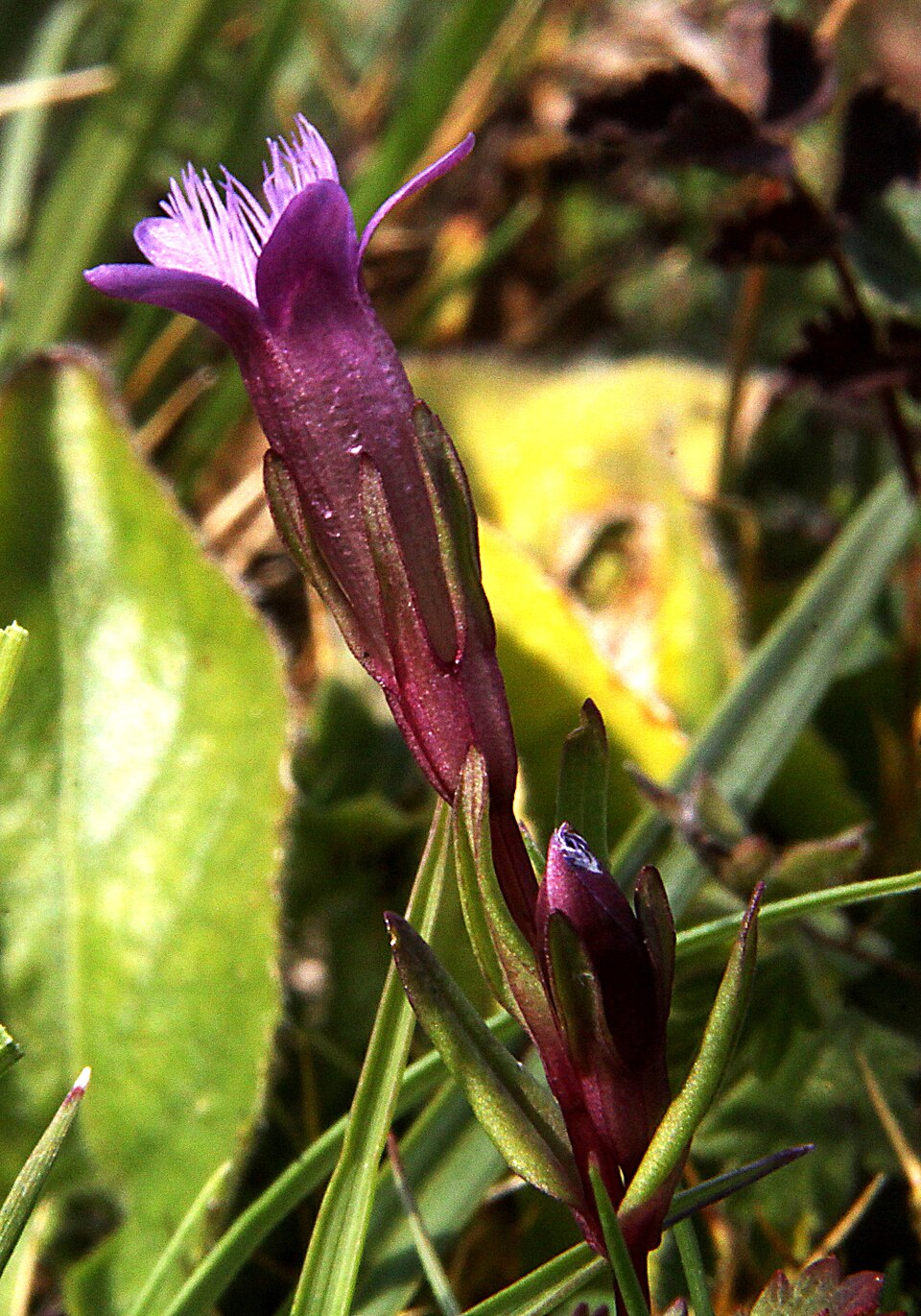 Gentianella amarella (autumn gentian)