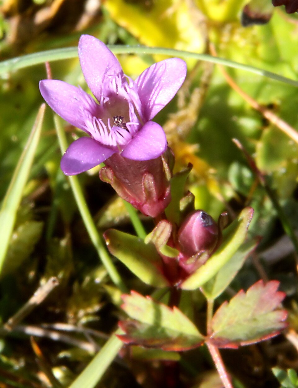 Gentianella amarella (autumn gentian)
