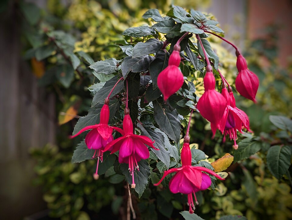 Fuchsia (fuchsias) (alternate view 6)