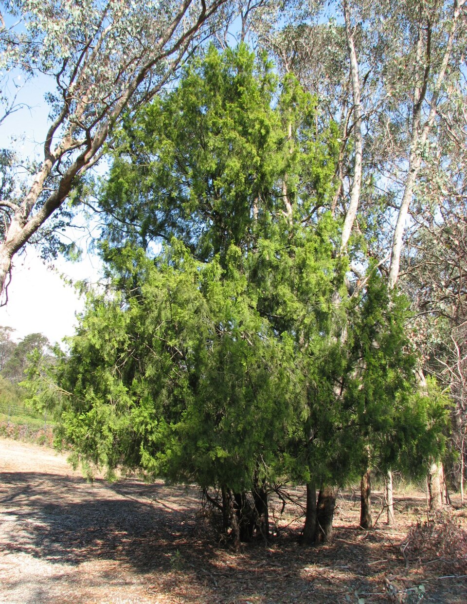 Exocarpos cupressiformis (Cherry Ballart)