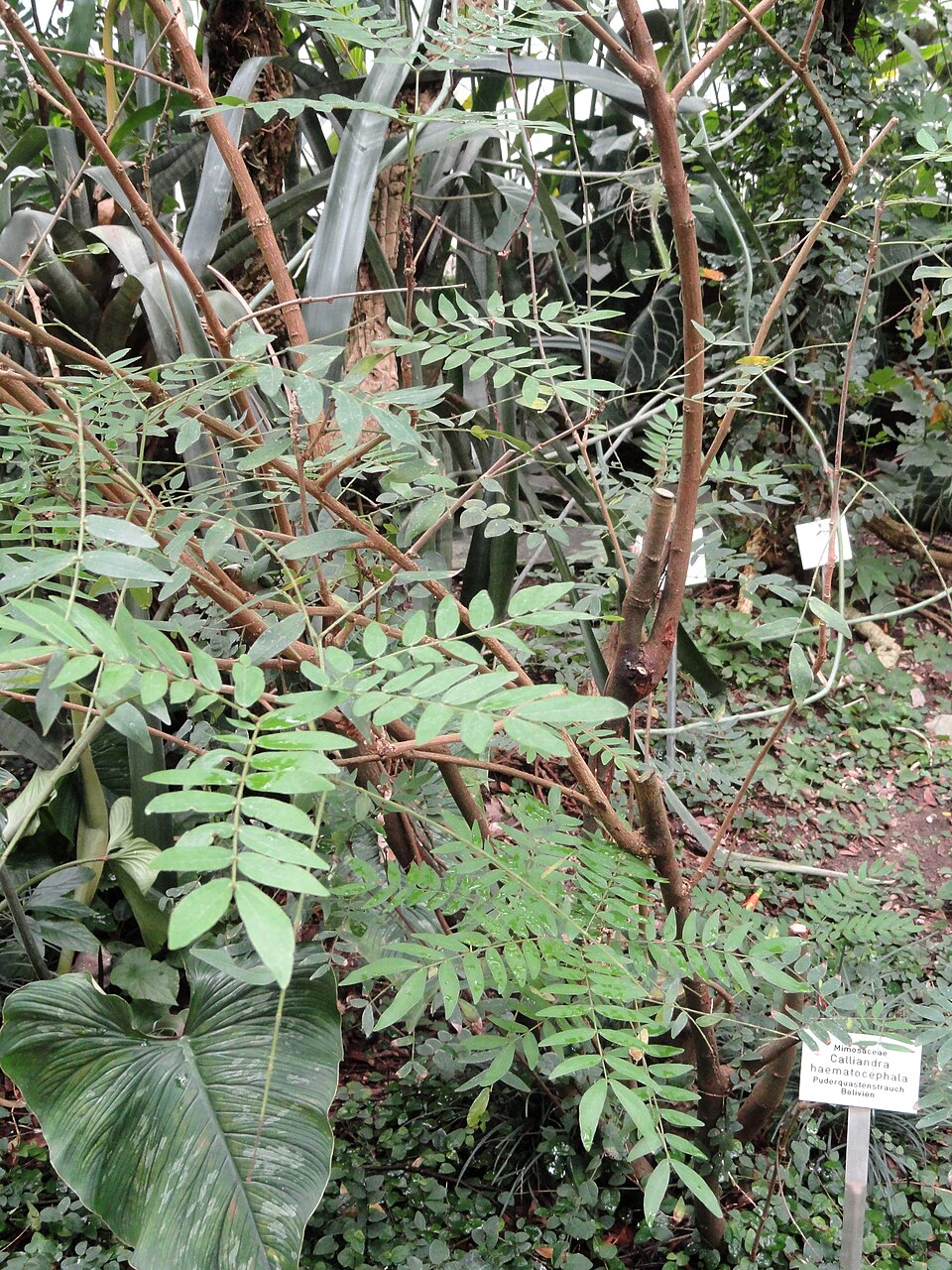 Calliandra haematocephala (Pink Powder Puff) (alternate view 7)
