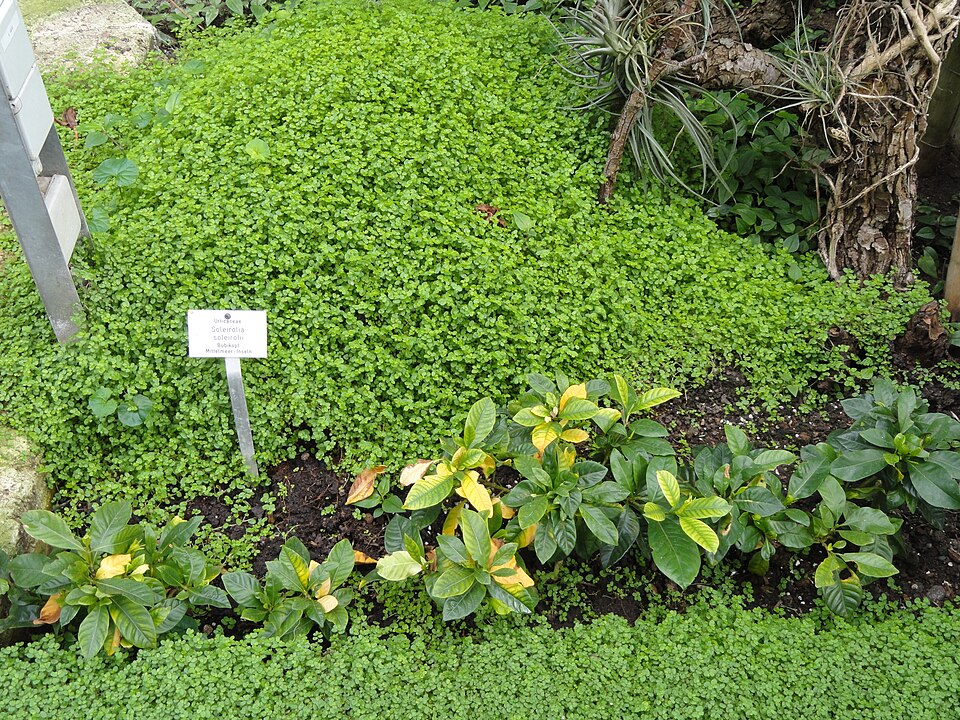 Soleirolia soleirolii (Baby's tears)