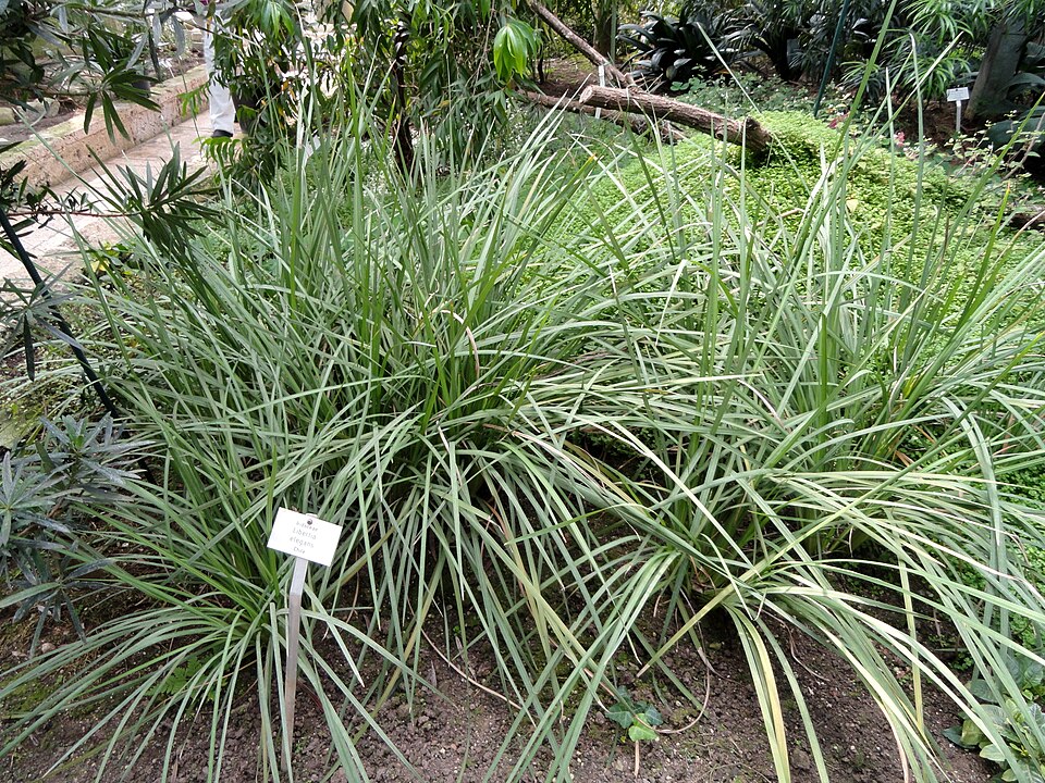 Libertia chilensis (alternate view 12)