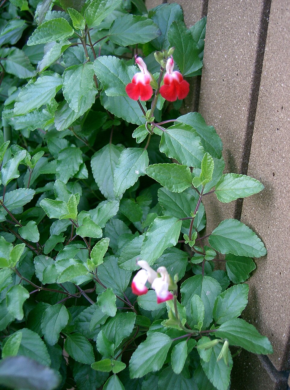 Salvia microphylla 'Hot Lips' (baby sage, Hot Lips)