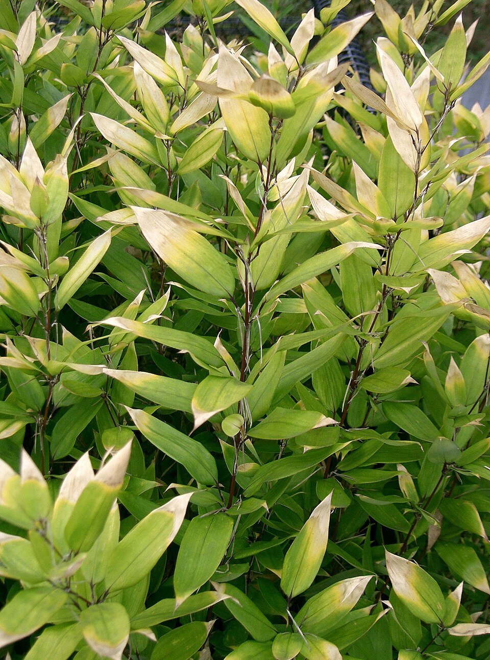 Shibataea kumasasa (Ruscus-leaved Bamboo) (alternate view 3)