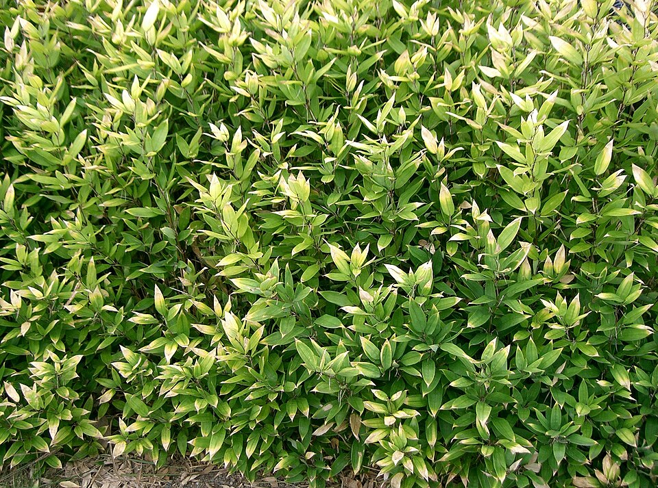Shibataea kumasasa (Ruscus-leaved Bamboo) (alternate view 4)