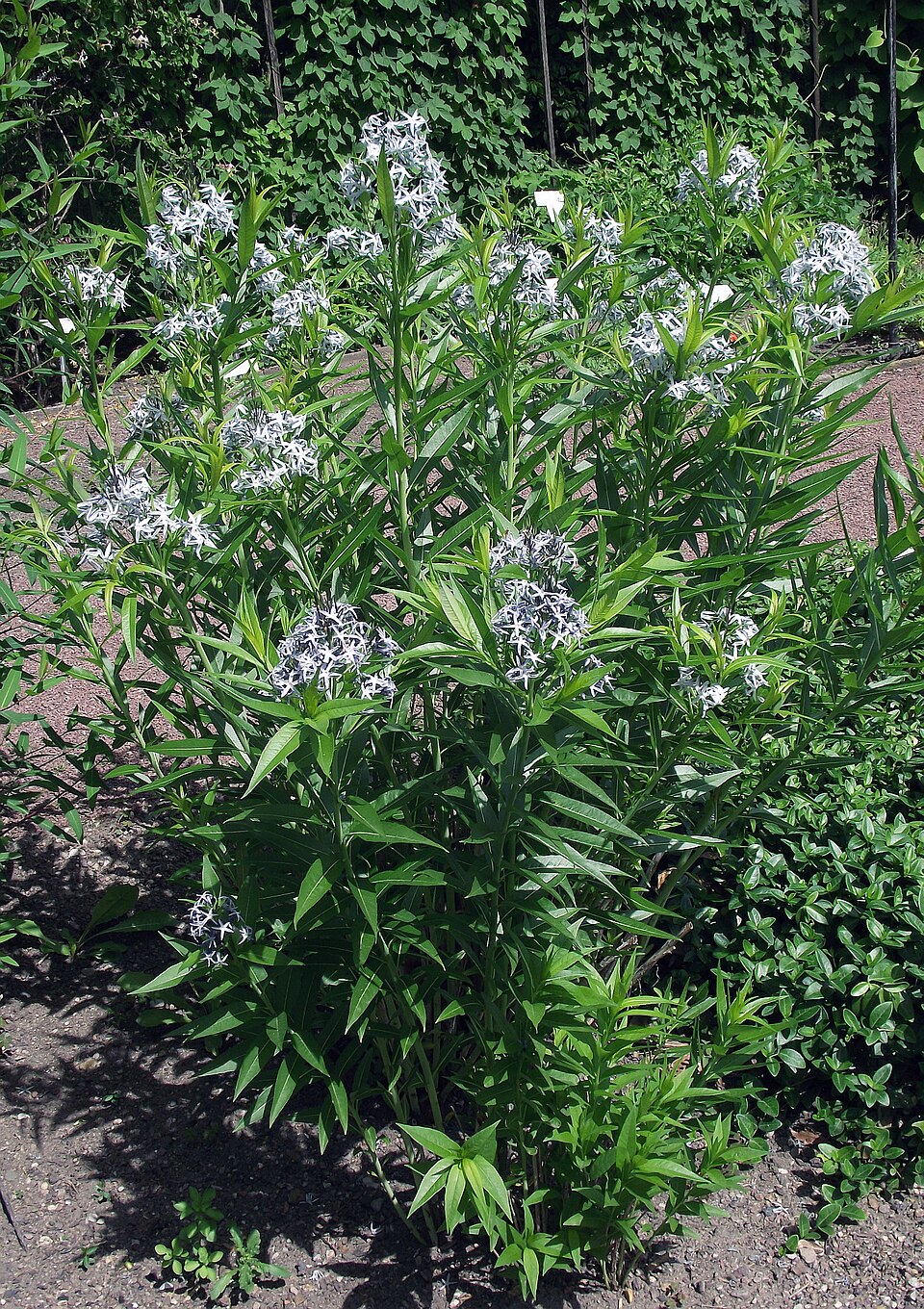 Amsonia × 'Blue Ice' (Blue Ice Bluestar) (alternate view 2)